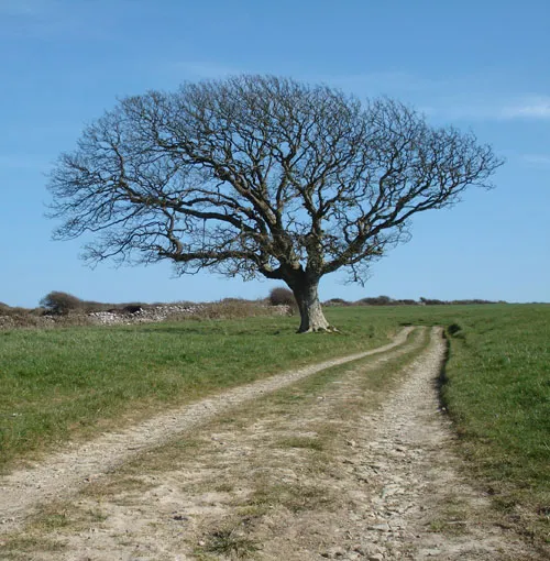 Swanage and Purbeck Gallery