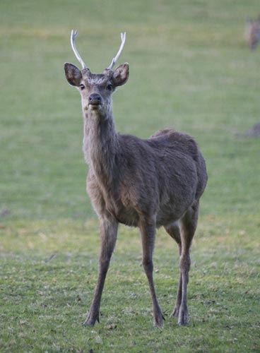 Deer at Arne