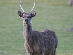 Deer at Arne - Ref: VS954