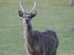 Click to view image Deer at Arne