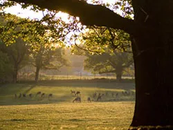 Deer at Arne - Ref: VS955