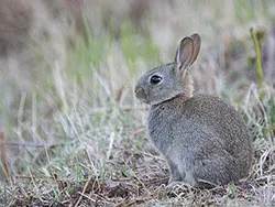 Click to view image Rabbit at Arne