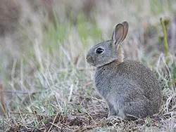 Rabbit at Arne - Ref: VS956