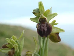 Click to view image Early Spider Orchid