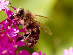 Click to view image Bee on a purple flower