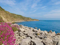 Click to view image Flowers in Durlston Bay