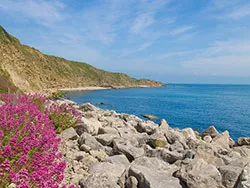 Flowers in Durlston Bay - Ref: VS962