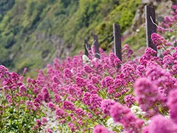 Click to view image Durlston Bay Flowers