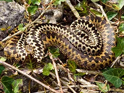 A pair of Adders - Ref: VS1119