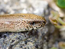 Slow Worm - Ref: VS1120