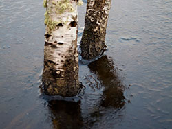 Click to view image Frozen Stumps - 1153