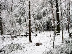 Click to view image Snowy Woods