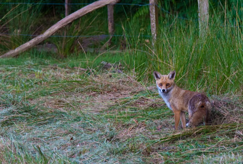 Fox at Arne