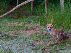 Click to view image Fox at Arne