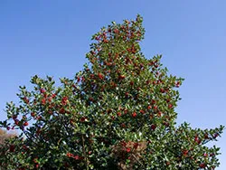 Click to view image Winter Holly