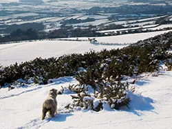 Click to view image Snowy Sheep