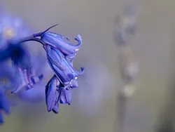 Click to view image Bluebells on the Common