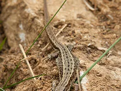Click to view image Lizard at Durlston