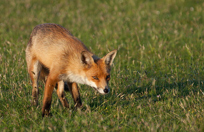 Fox at Heartland Moor