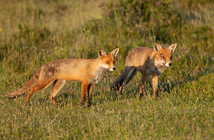 A pair of Foxes