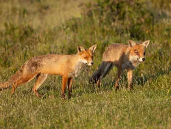 Click to view image A pair of Foxes