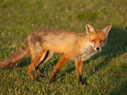 Fox at Heartland Moor - Ref: VS1393