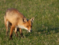 Click to view image Fox at Heartland Moor