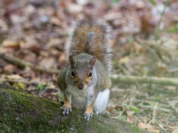 Click to view Squirrel  - Ref: 1394