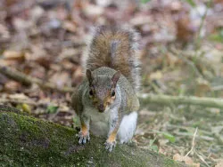 Click to view Squirrel - Ref: 1394