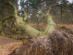 Click to view image Fallen Tree - 1529