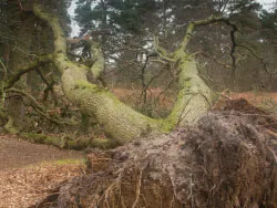 Click to view image Fallen Tree