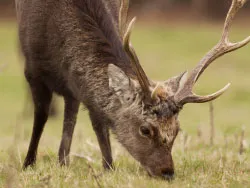 Click to view image Deer at Arne