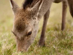 Click to view image Deer at Arne