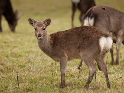 Click to view image Deer at Arne - 1533
