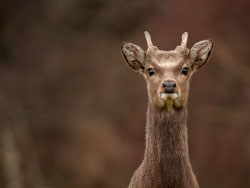 Click to view image Deer at Arne - 1534