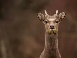 Click to view image Deer at Arne