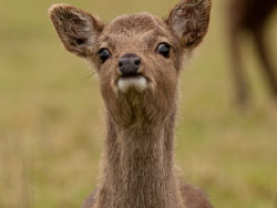 Click to view Deer at Arne