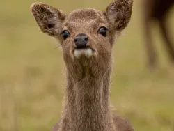 Click to view image Deer at Arne