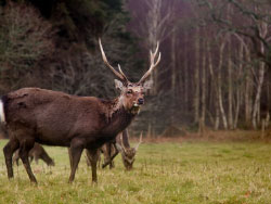 Click to view image Deer at Arne - 1536