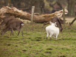 Click to view image White Deer at Arne - 1537