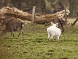 White Deer at Arne - Ref: VS1537