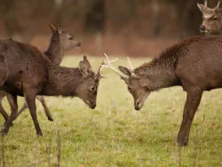 Click to view Deer at Arne - Ref: 1530