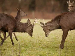 Click to view image Deer at Arne