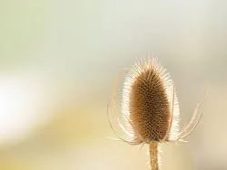 Click to view image A dried thistle