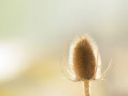 A dried thistle - Ref: VS1588