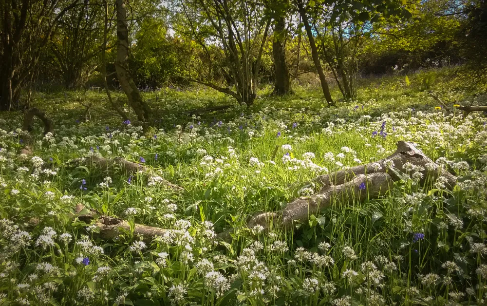 Swanage and Purbeck Gallery