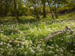 Click to view image Woodland Flowers - 1636