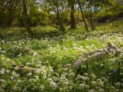 Click to view image Woodland Flowers