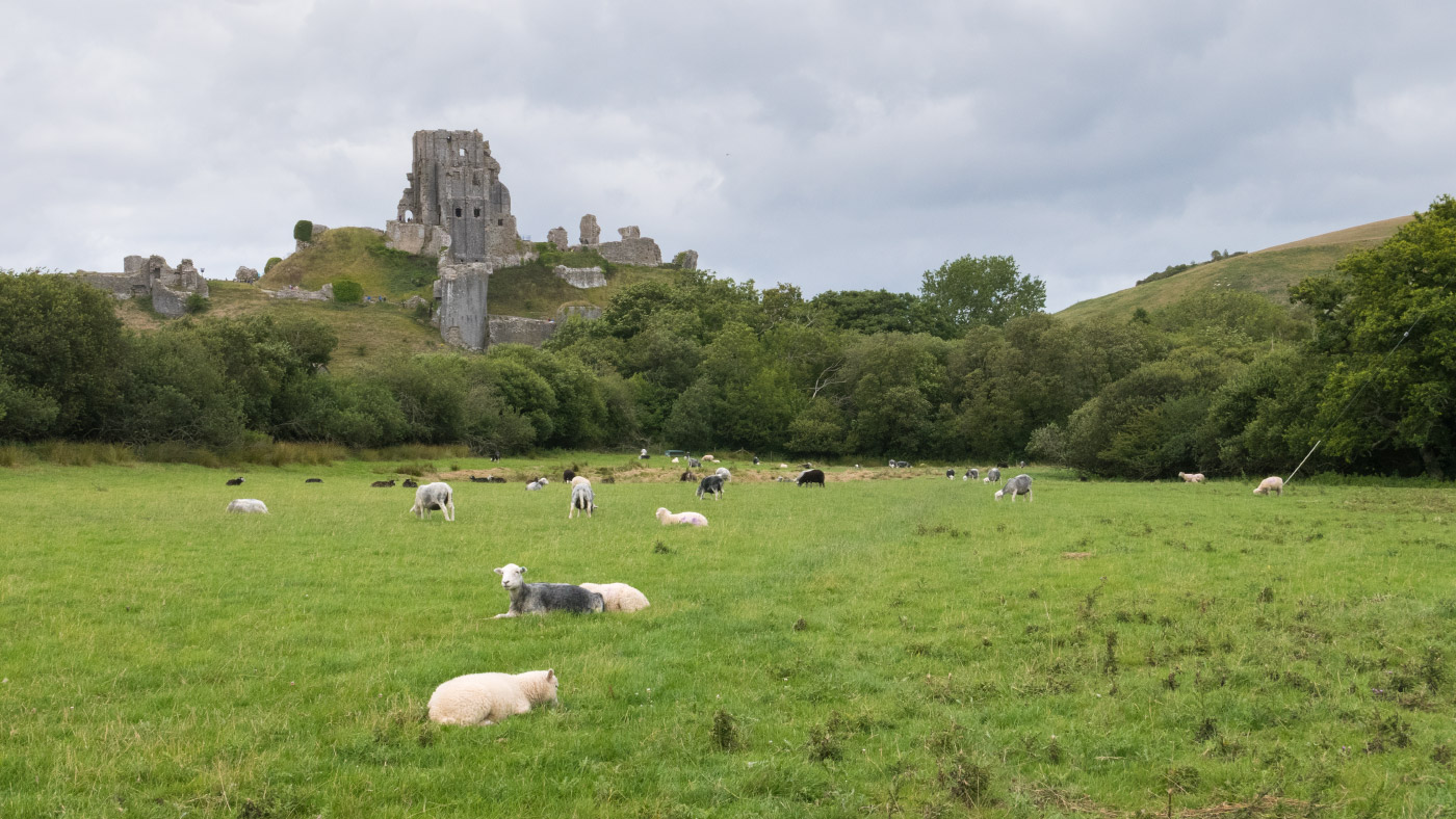 Corfe Castle and Sheep