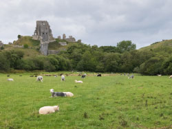 Click to view image Corfe Castle and Sheep - 1655